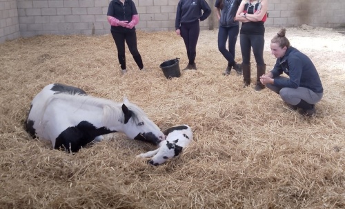 Postpartum Recovery Trends in Horses Previously Pregnant with Twins
