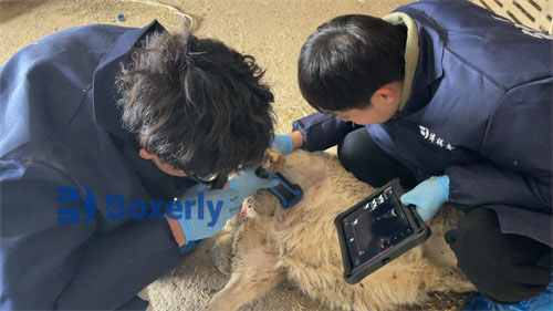 Postpartum Ultrasonic Monitoring of Uterine Wall and Corpus Changes in Ewes