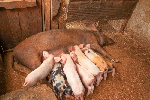 Discover Top Features of the Best Pig Ultrasound Machine for Sale to Boost Farm Efficiency
