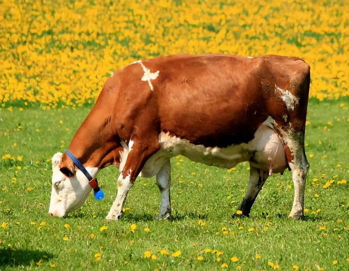 Impact of Ultrasound Pregnancy Tools on Genetic Selection Strategies in Beef Herds