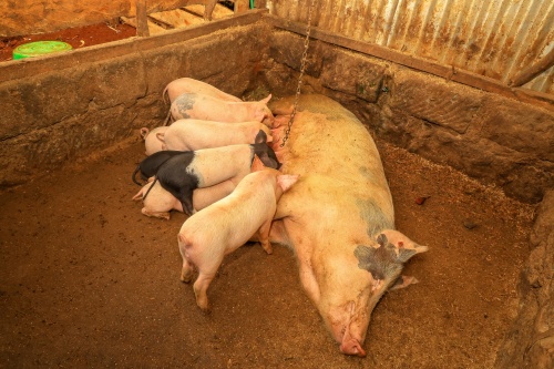 How to Choose a Reliable Pig Ultrasound Machine for Sale That Meets Your Farm Needs