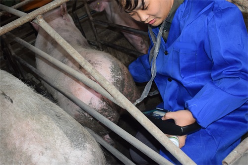 Key Precautions When Using Ultrasound Equipment in Swine Production