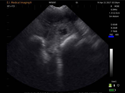 Ultrasound Imaging Characteristics During Sow Pregnancy