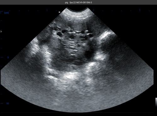 How to Choose a Reliable Pig Ultrasound Machine for Sale That Meets Your Farm Needs