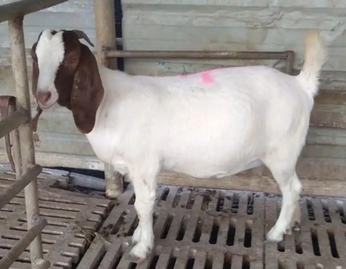 Comparing Sheep Ultrasonography and Rectal Palpation in Reproductive Diagnosis