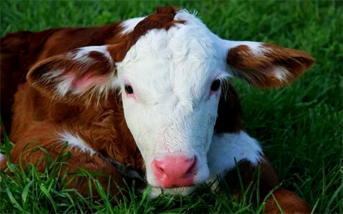 cow