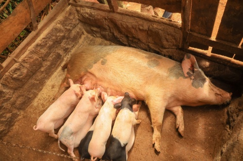 Timing the Onset of Follicular Development in Sows