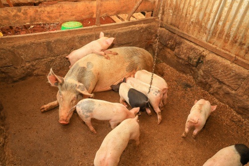 Timing the Onset of Follicular Development in Sows