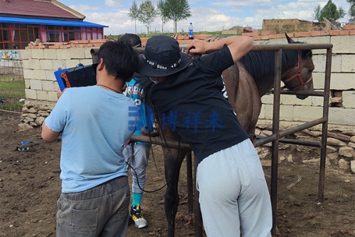 Wireless Veterinary Ultrasound Machine: Enhancing Animal Care Through Mobility and Precision