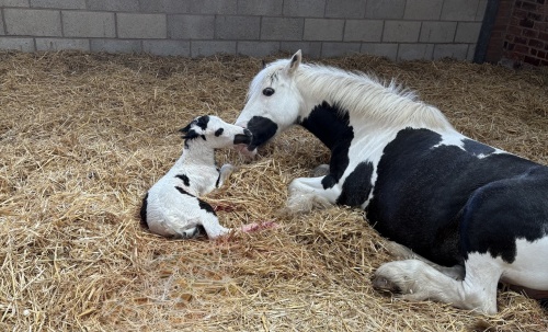 Ten Essential Steps to Complete OPU in Mares: A Practical Guide for Equine Breeders