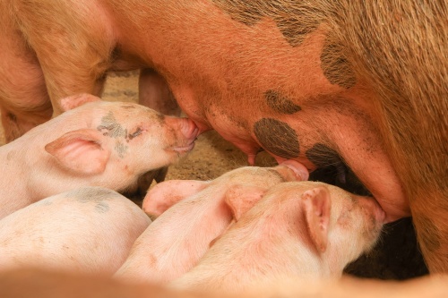 Timing the Onset of Follicular Development in Sows