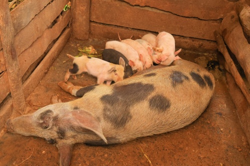 Timing the Onset of Follicular Development in Sows