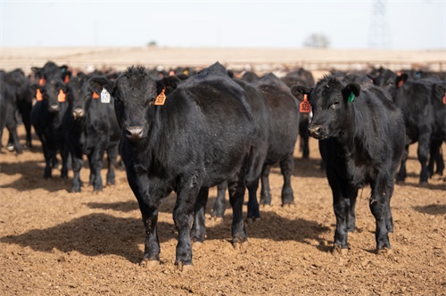 best ultrasound machine for physiotherapy: selecting the ideal veterinary ultrasound for livestock care