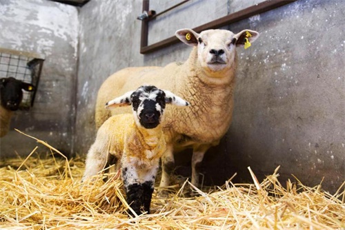 best ultrasound machine for physiotherapy: selecting the ideal veterinary ultrasound for livestock care