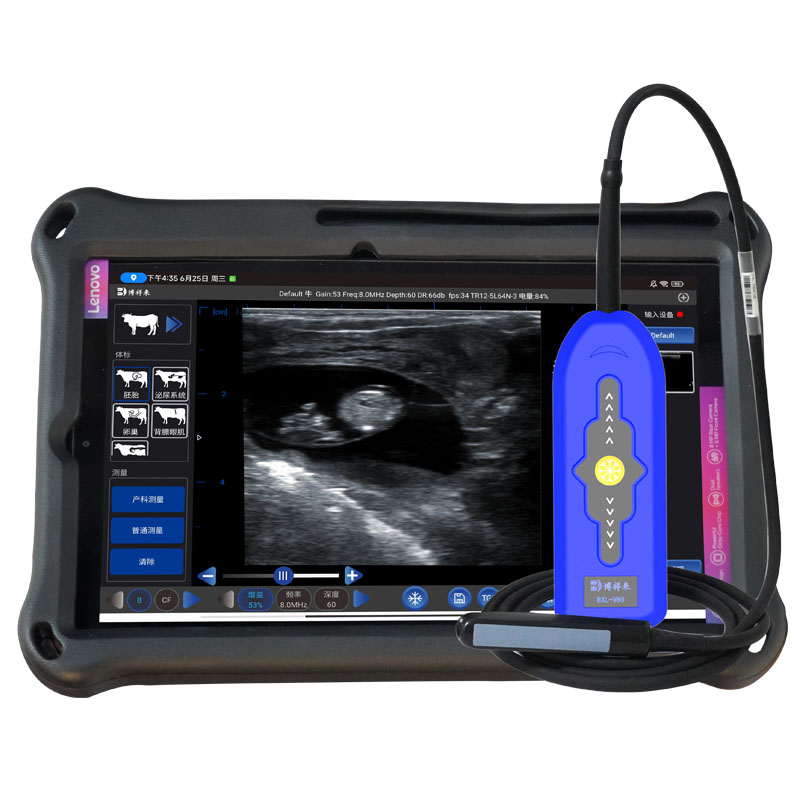 Échographie des Bovins : La Technologie Indispensable pour un Élevage Productif et Sain